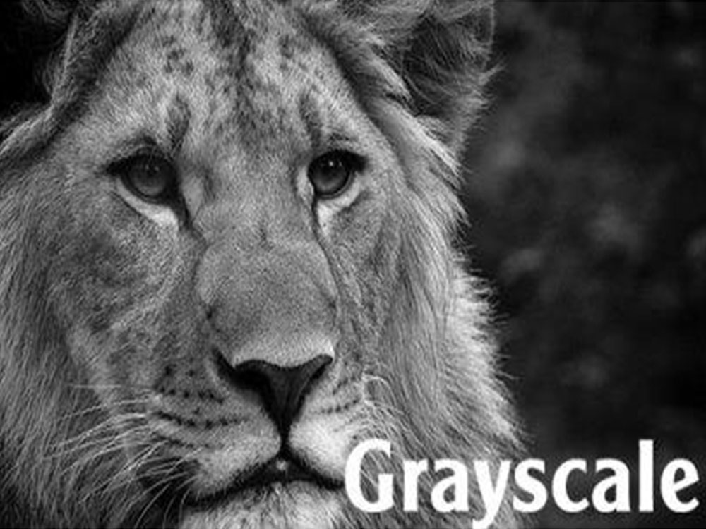 Ứng Dụng Grayscale Trong Thực Tế