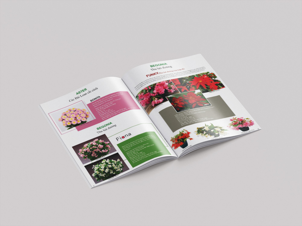 In catalogue hạt giống giá rẻ, chất lượng cao